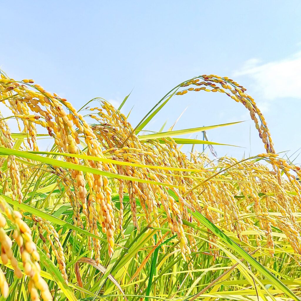 毎日食べたい、 優しさとおいしさを食卓に。