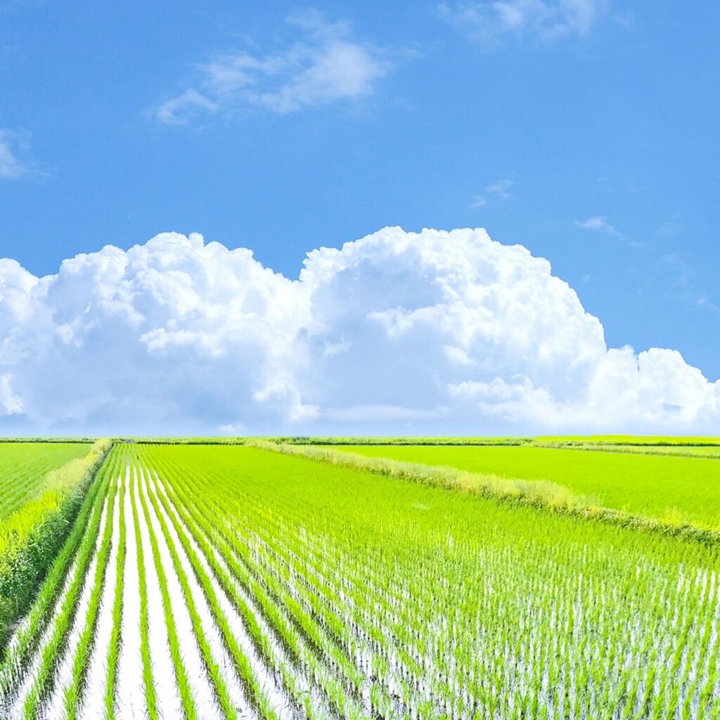 南アルプスの、 恵みが詰まったおいしさ。