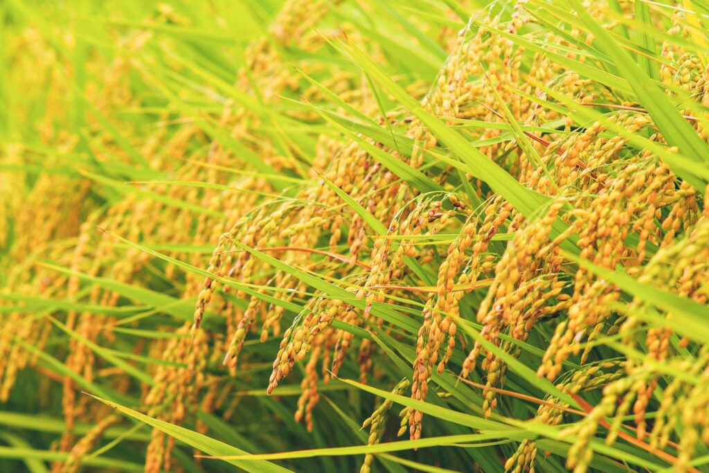 稲