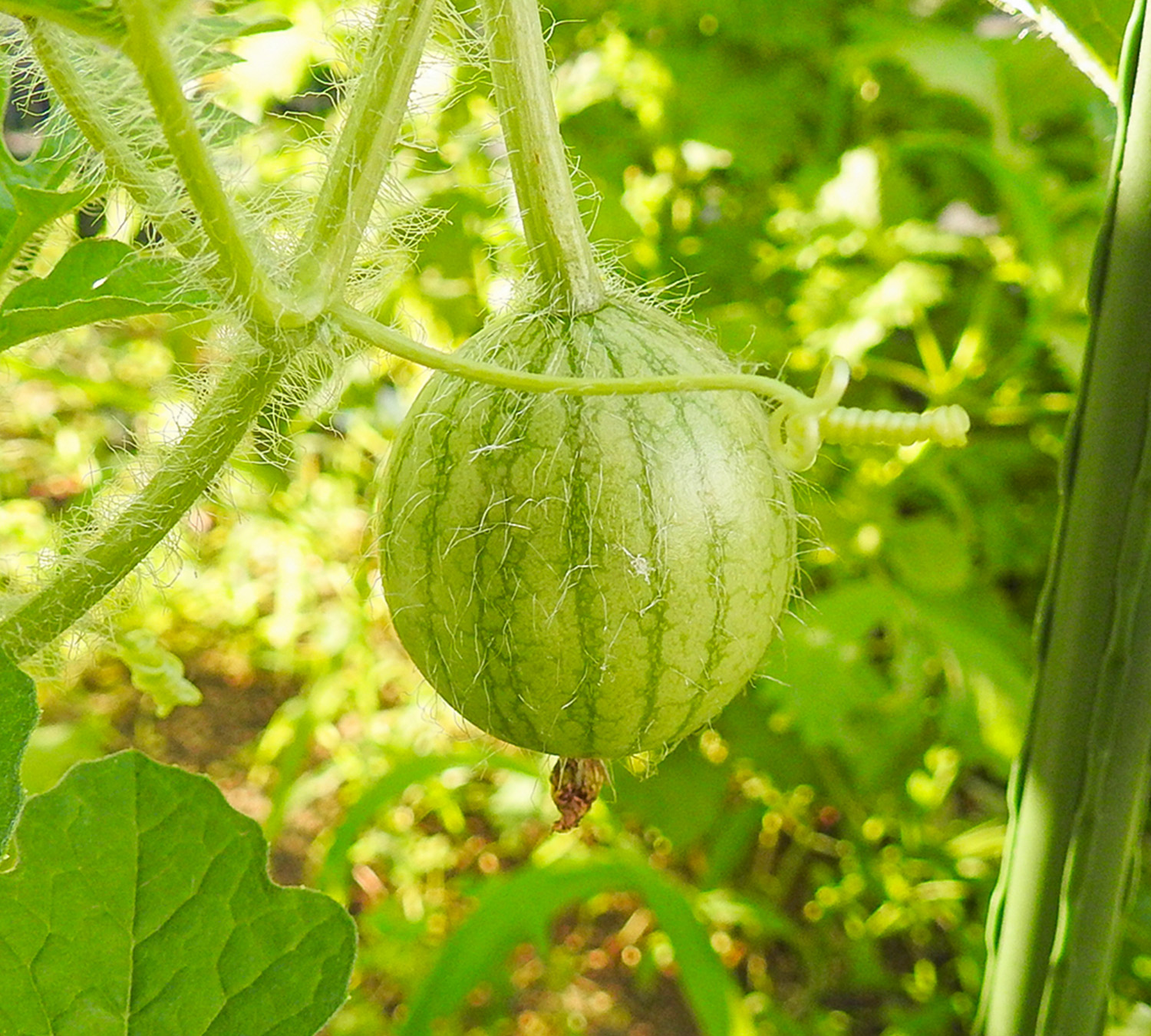 ピノガール（小玉すいか）